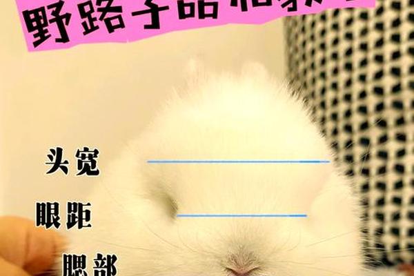 耳朵下垂有痣相,兔子耳朵下垂怎样恢复