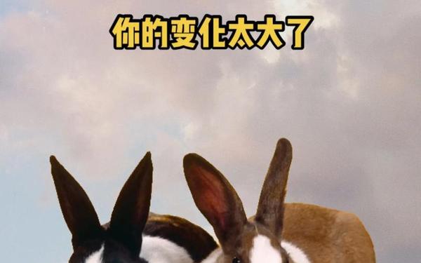 99年属兔的姻缘在哪年,1999年姻缘在哪年 99年属兔的姻缘在哪年,1999年姻缘在哪年