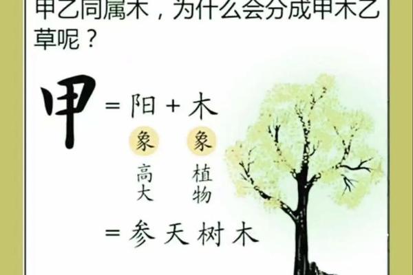 八字甲木