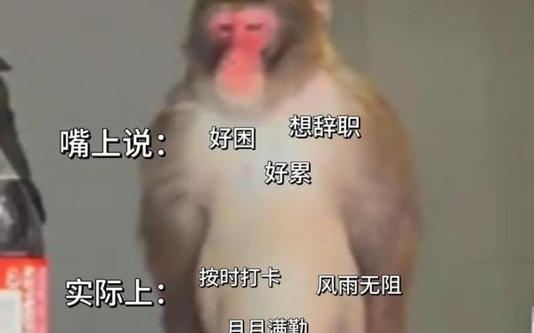 2016年富猴还是穷猴(2016年是富猴命吗) 2016年富猴还是穷猴(2016年是富猴命吗)