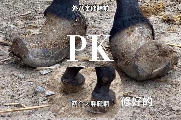 八字蹄