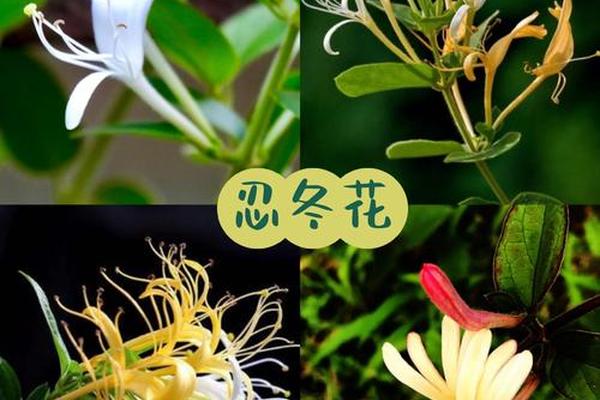 道家文化的代表植物-道教植物文化